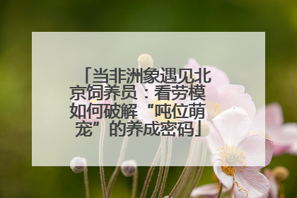 当非洲象遇见北京饲养员：看劳模如何破解“吨位萌宠”的养成密码